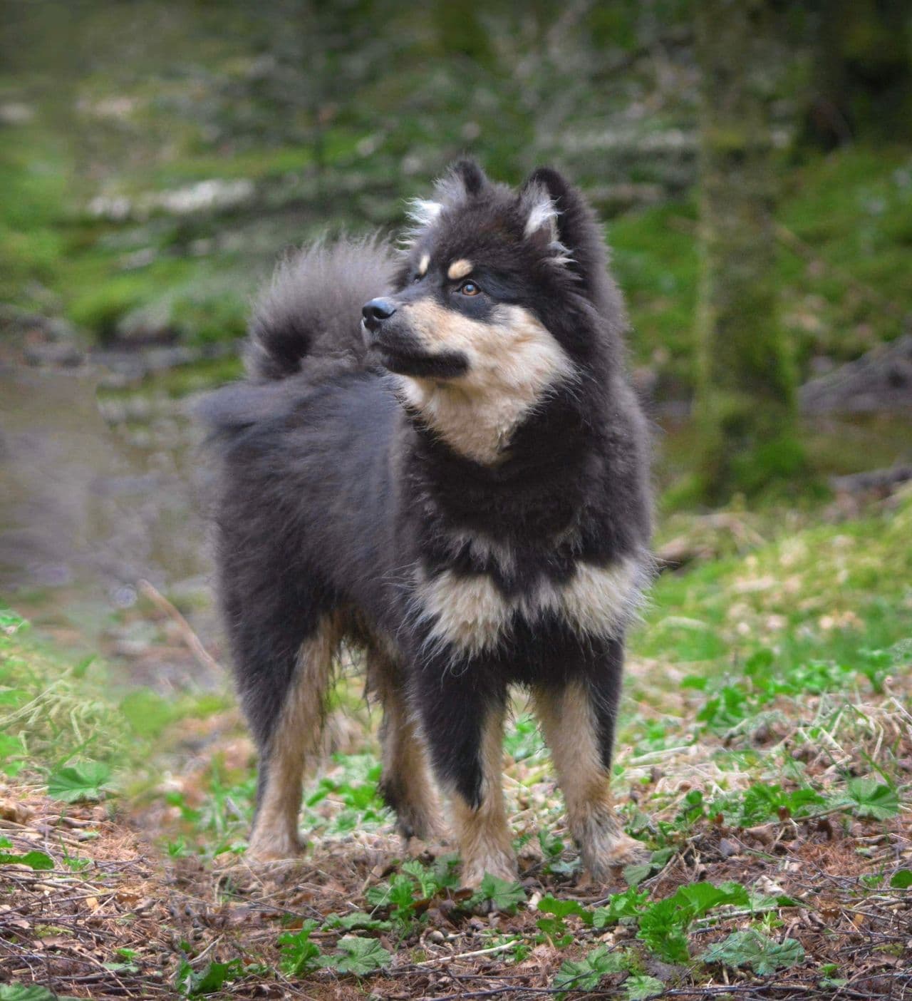 Deleiger til finsk lapphund valp