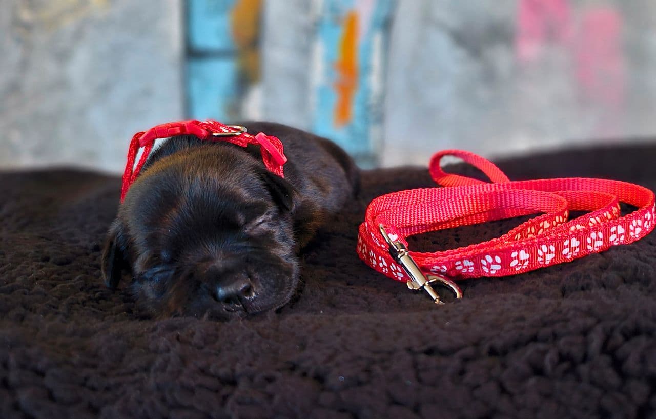 Staffordshire bull terrier valper selges.