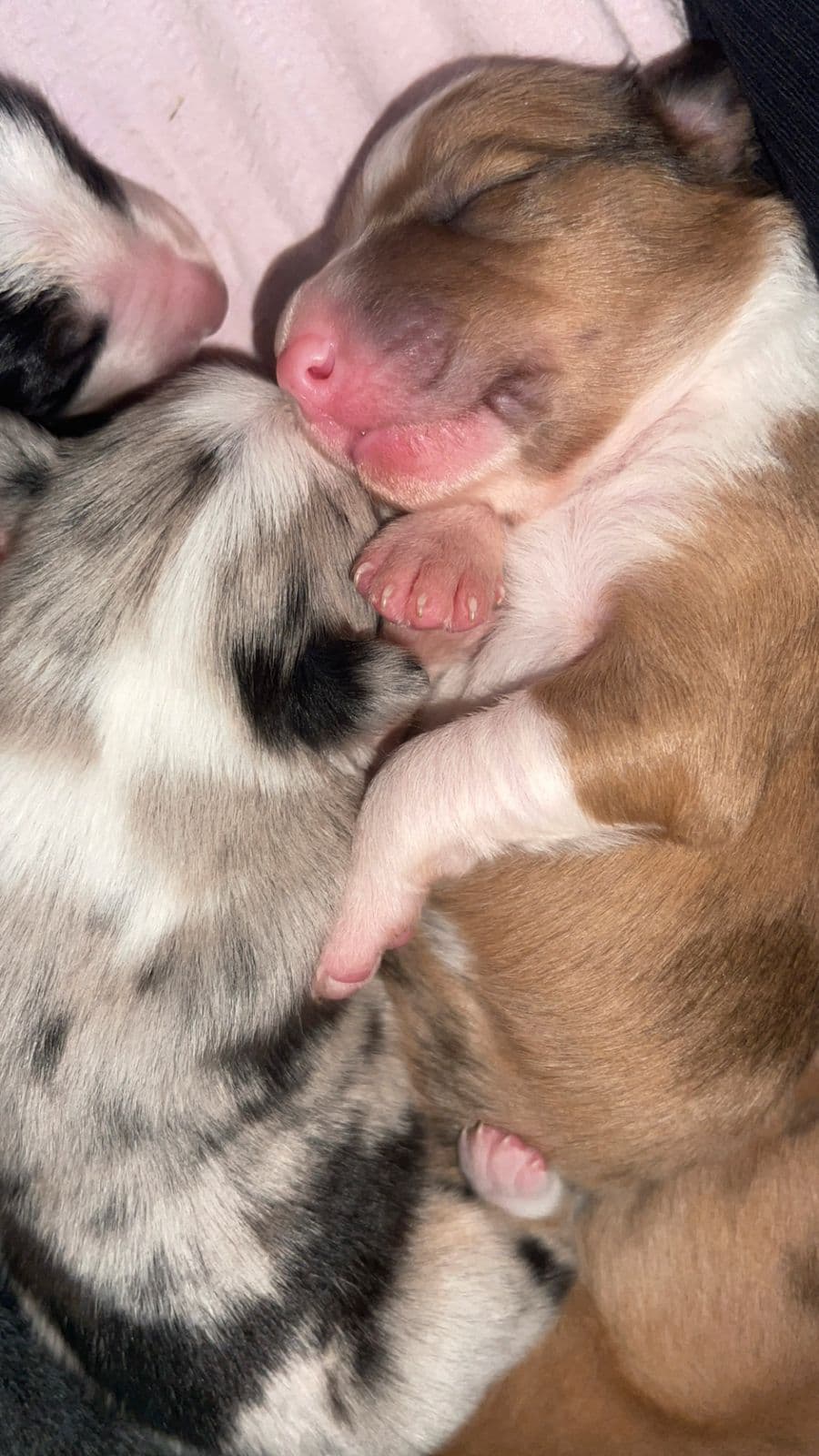NKK reg Border Collie valper
