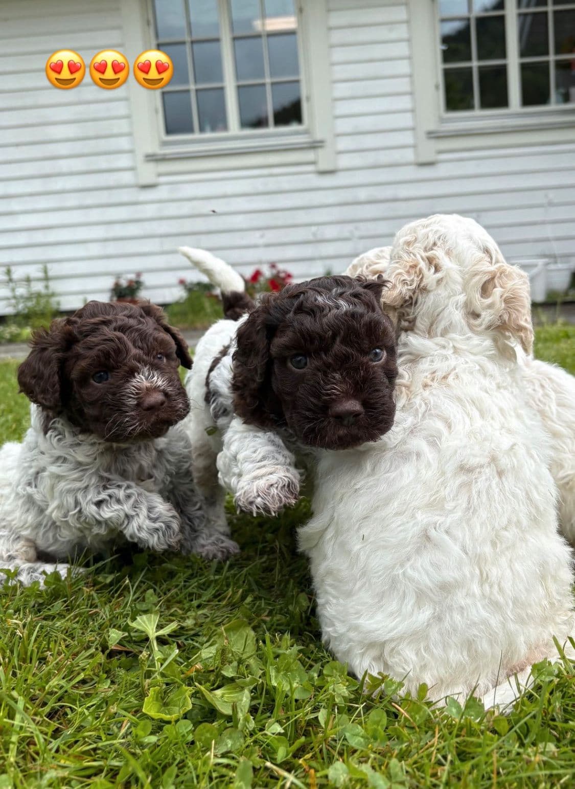 Lagotto Romagnolo