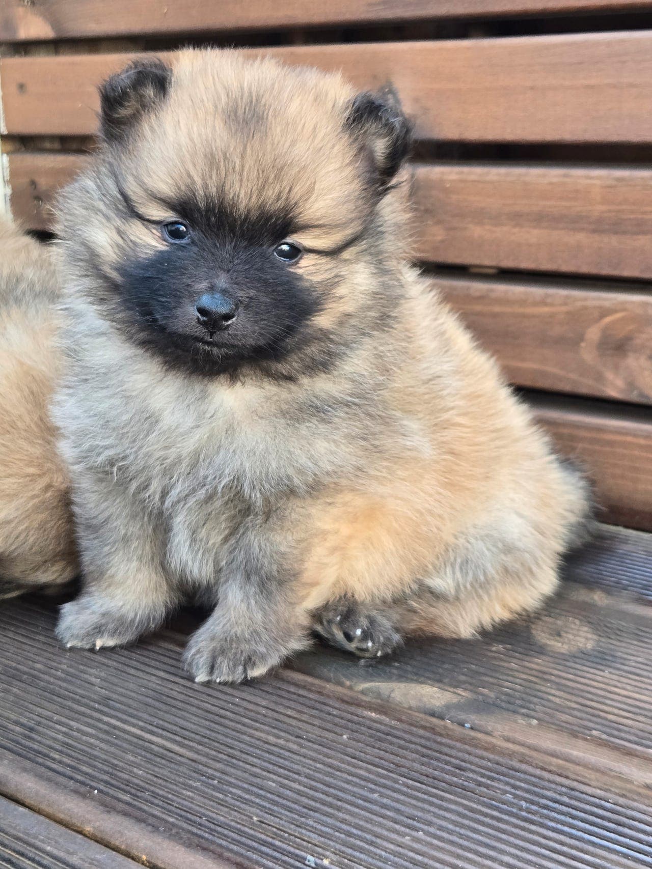 Kennel Vegamo har fått Mittelspitz valper