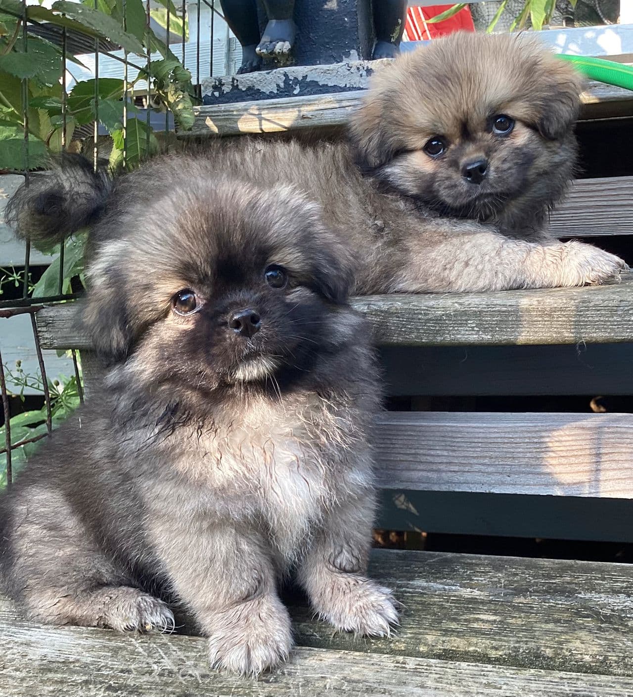 Tibetansk Spaniel