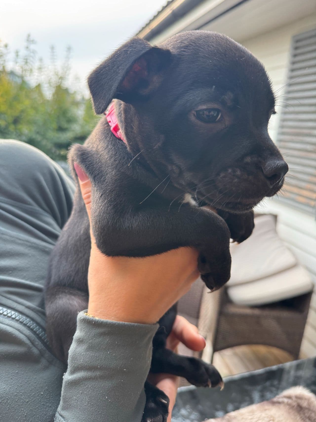 Staffordshirre terrier valp 🐶