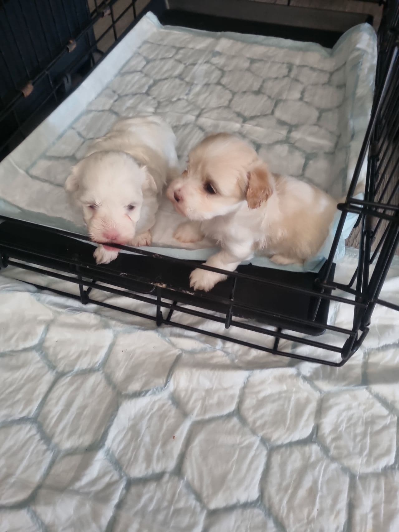 Bichon Havanais valper