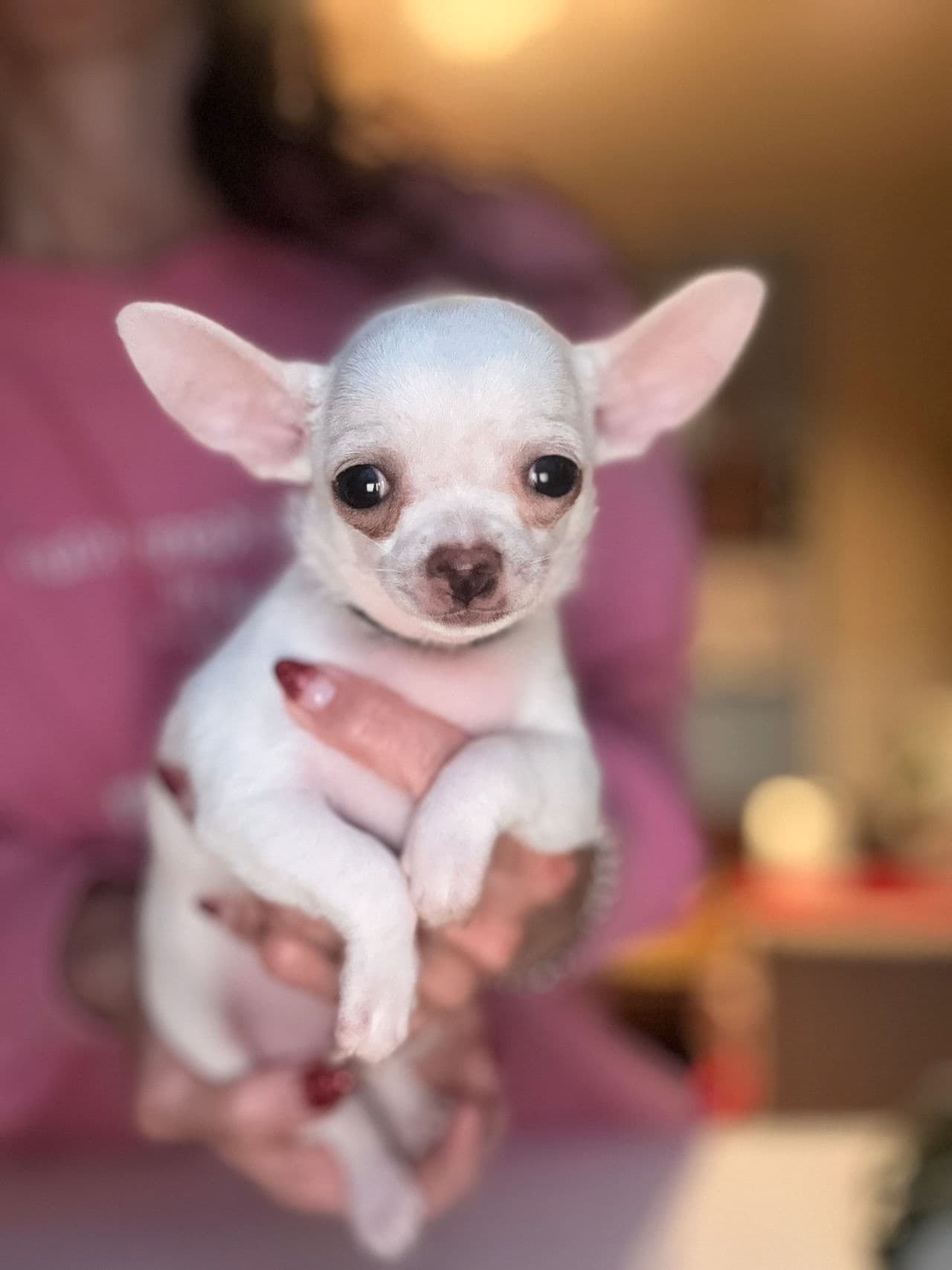 Vakre NKK REG korthåret chihuahua valper ser etter sitt nye hjem