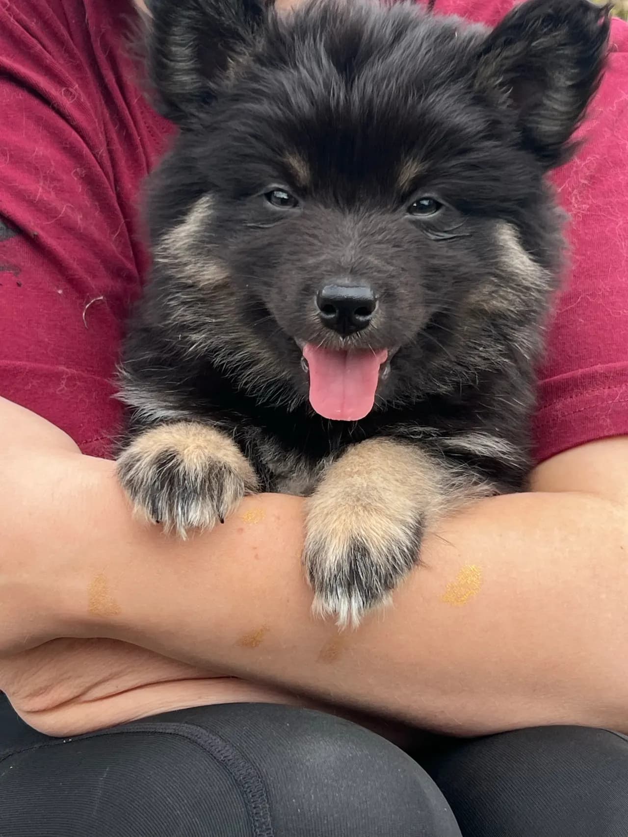 Finsk lapphund valp leveringsklar .