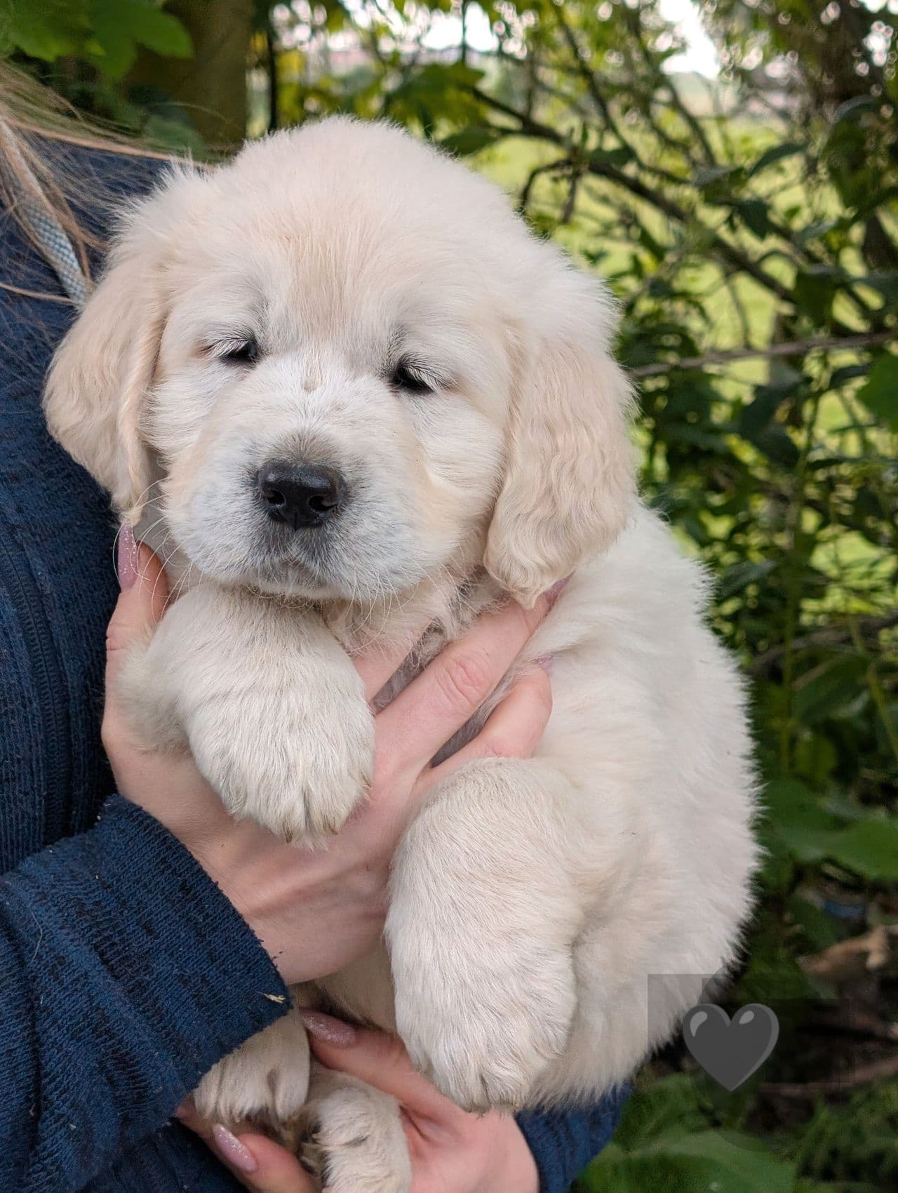 Golden retriever han valp for salg