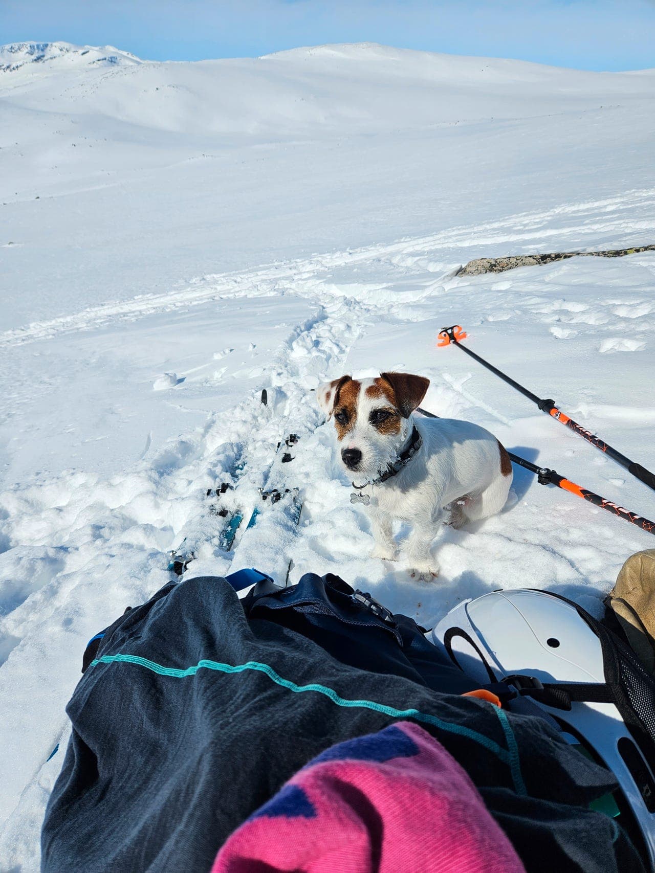 Avlastningsfamilie til Jack Russel tispe