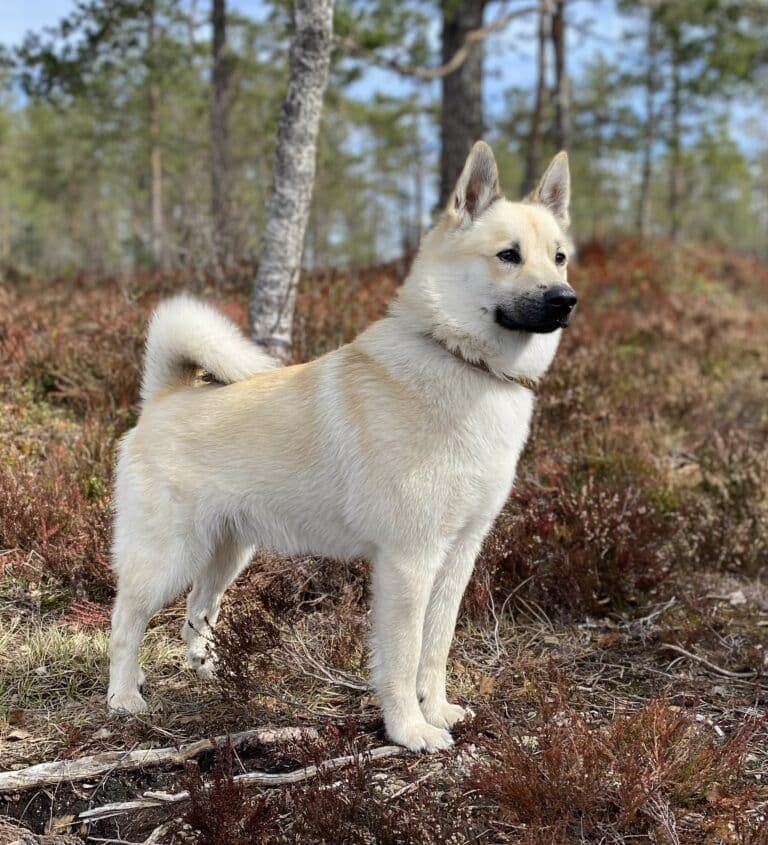 Norsk buhund valper til salgs