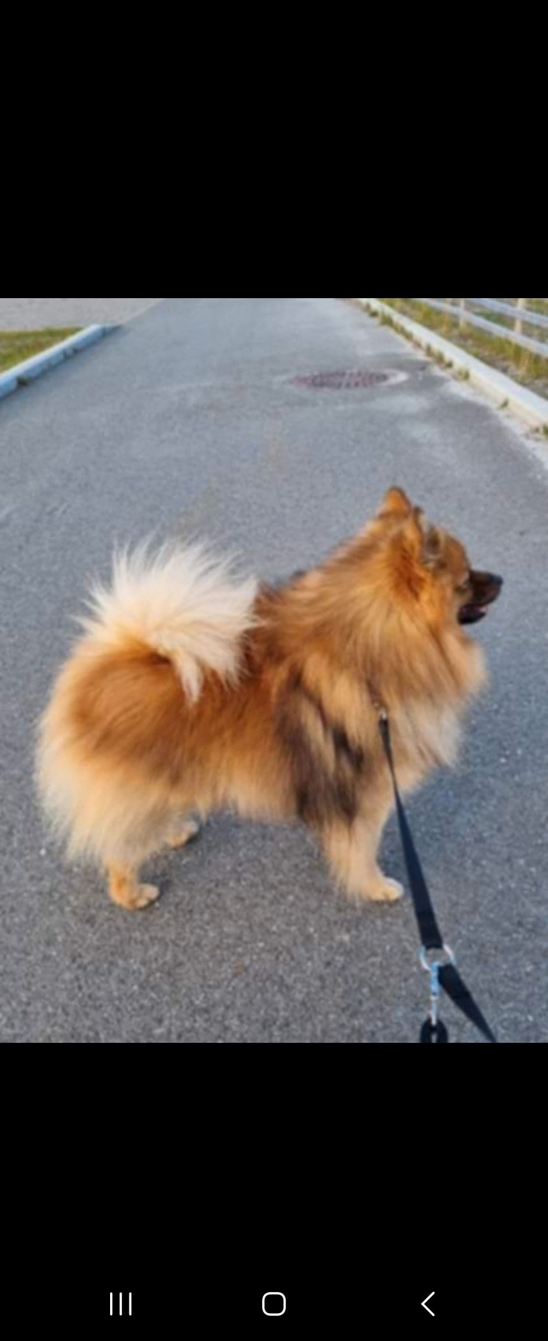 Kennel Vegamo planlegger Mittelspitzvalper