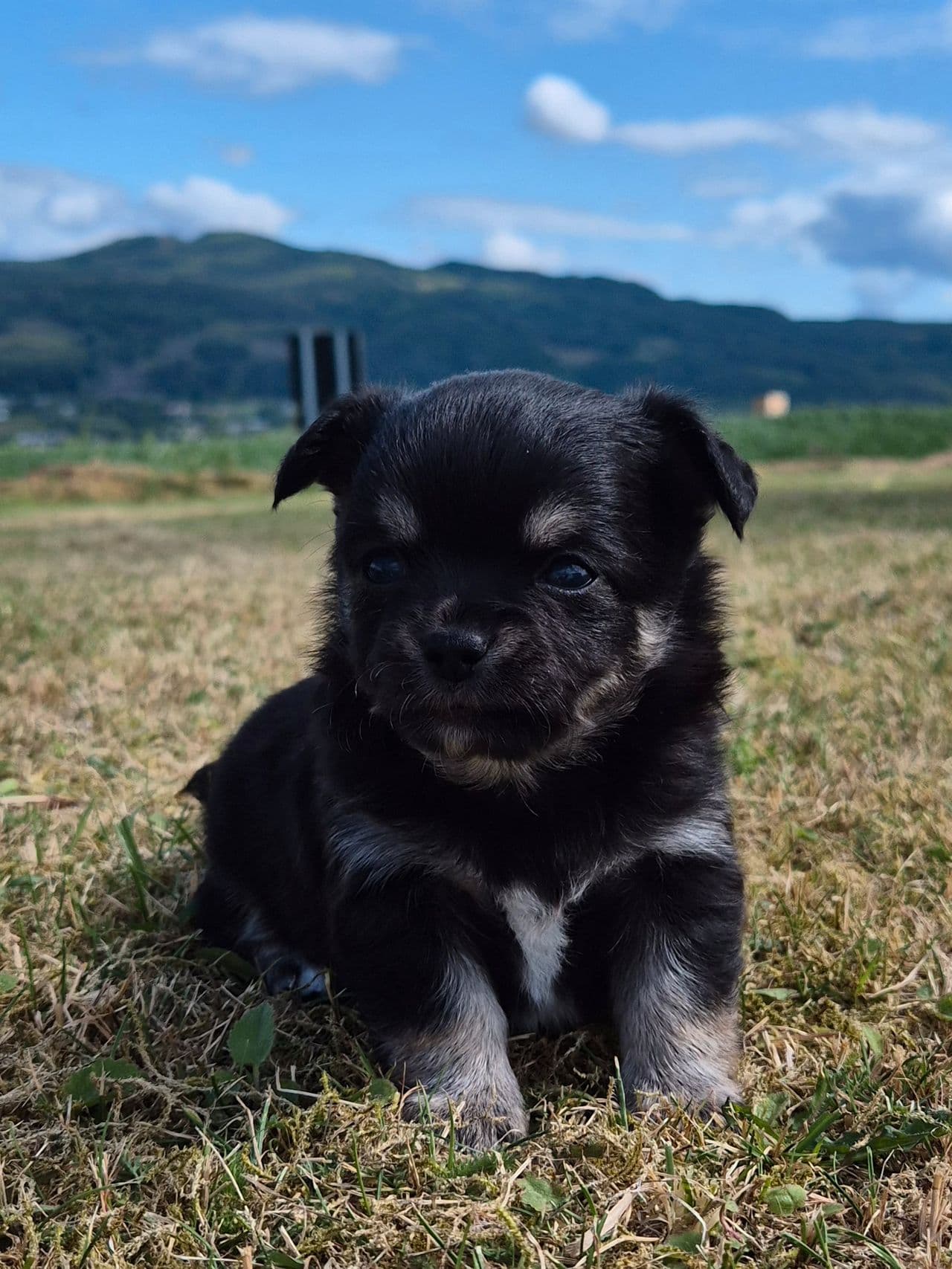 Langhåret Chihuahua Valp selges med Stamtavle