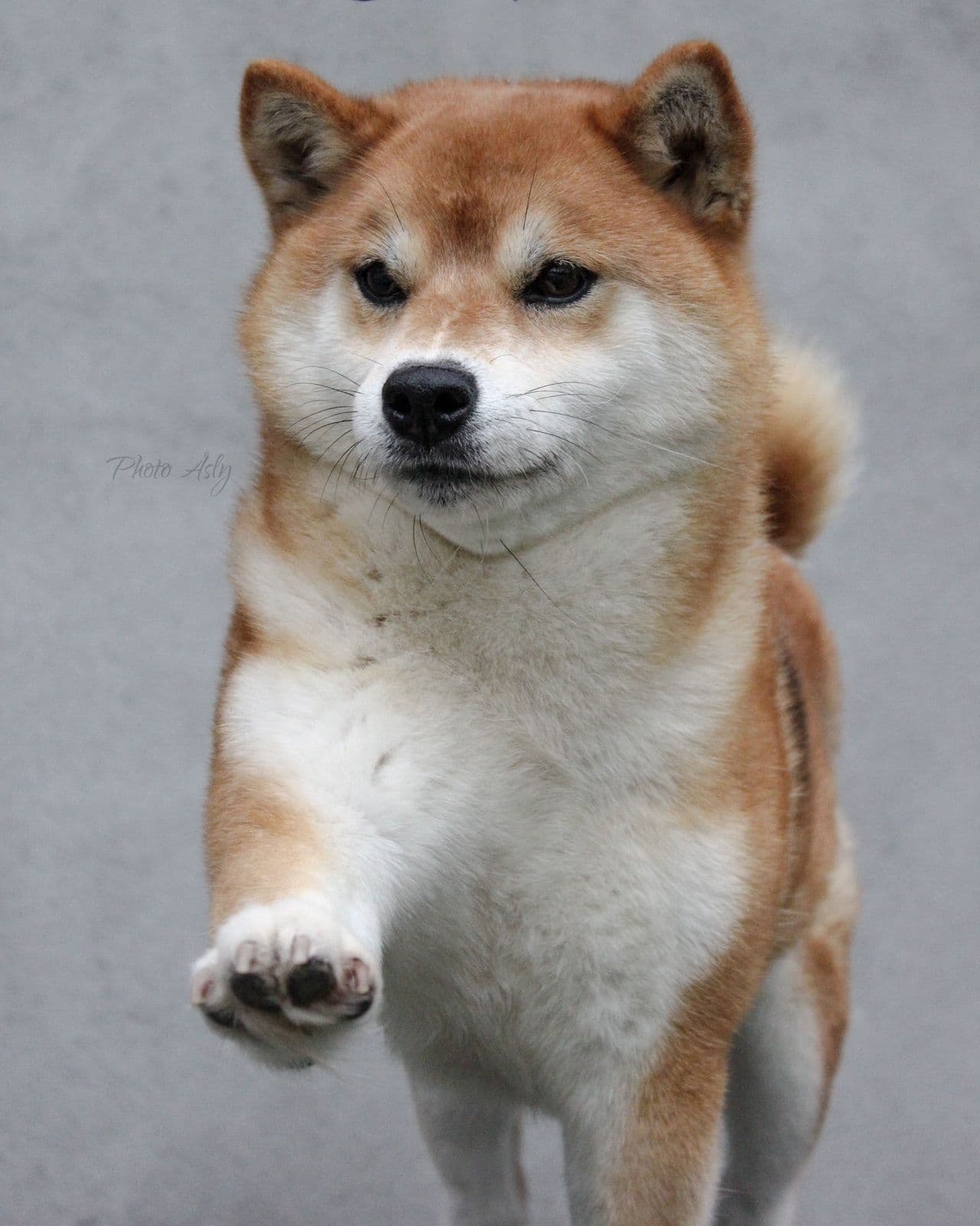 Shiba tispe selges