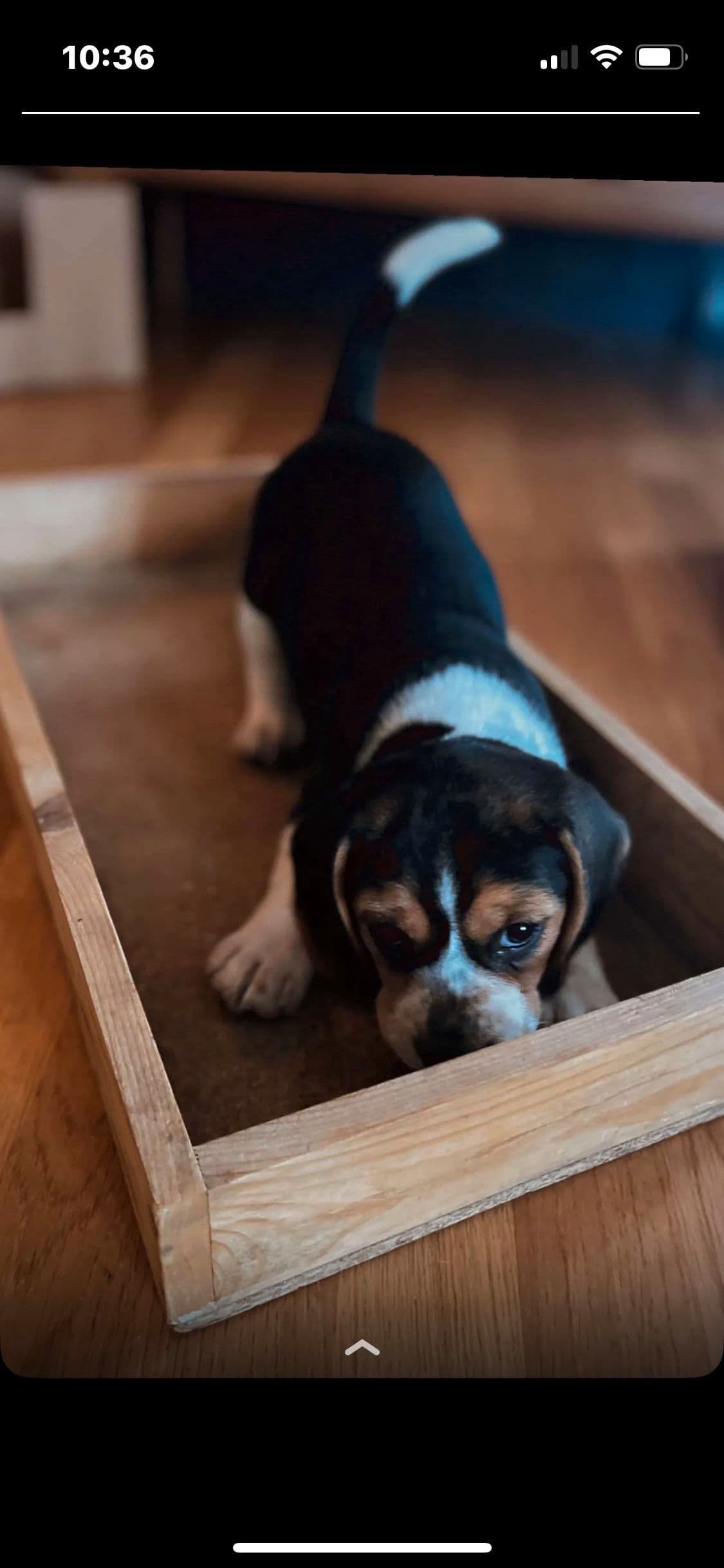 Leveringsklar beagle