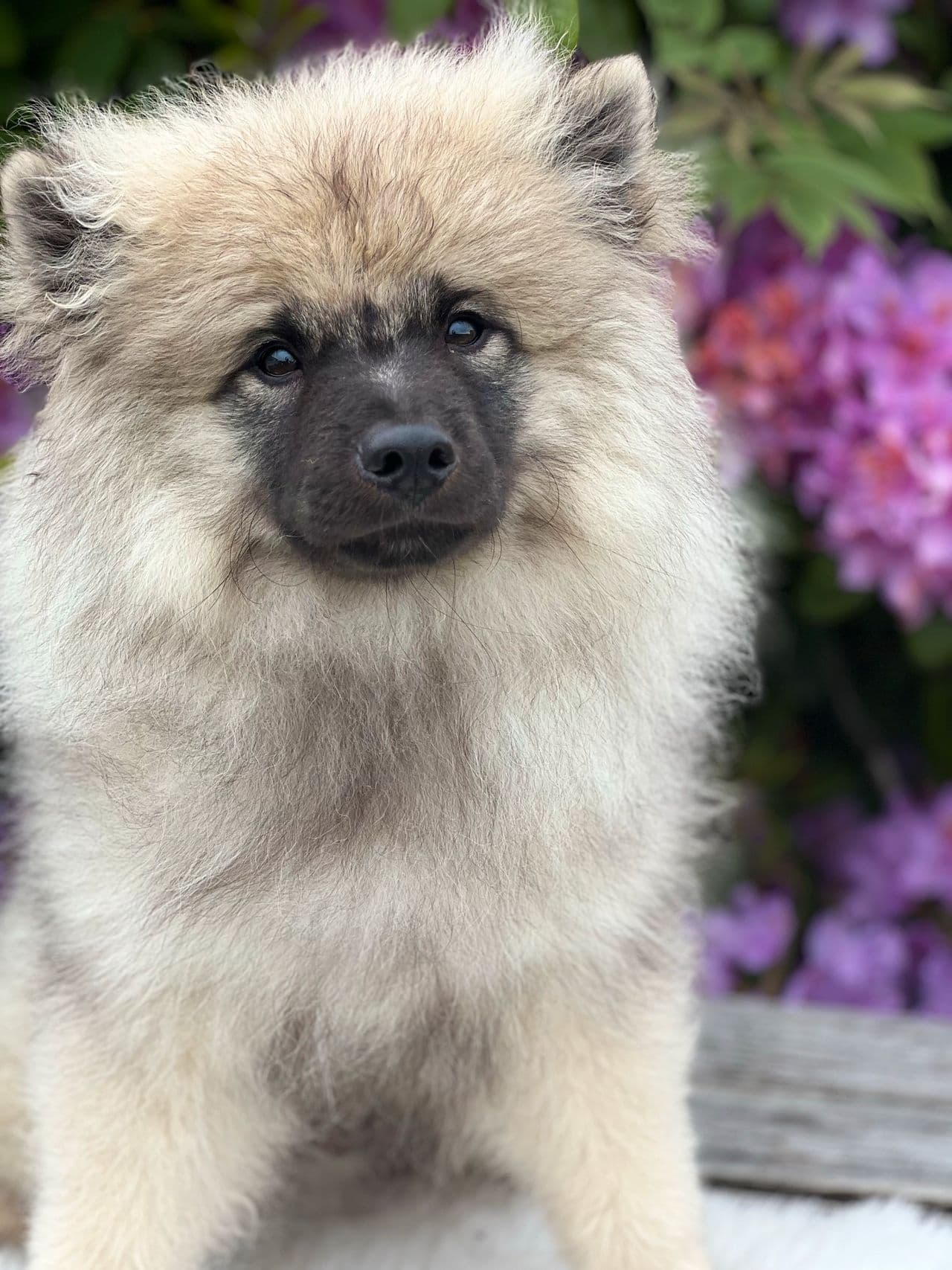 Keeshond valp ledig 😍