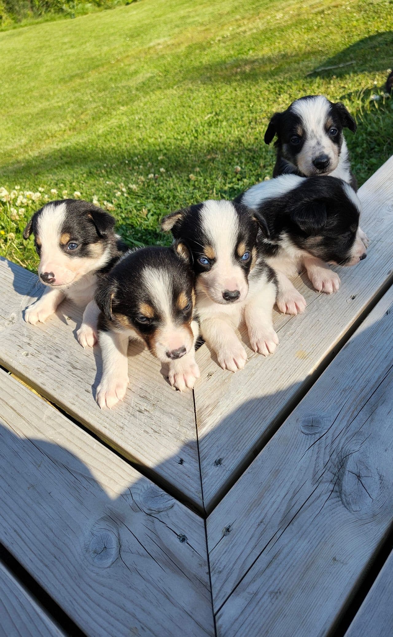 Border collie valper