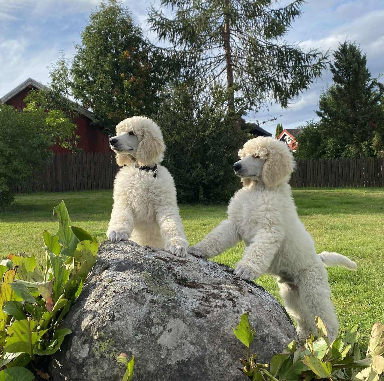 Stor, standard, konge puddel