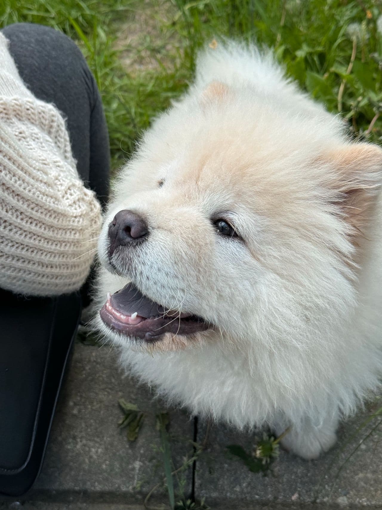 Sjelden HVIT Chowchow søker nytt hjem!