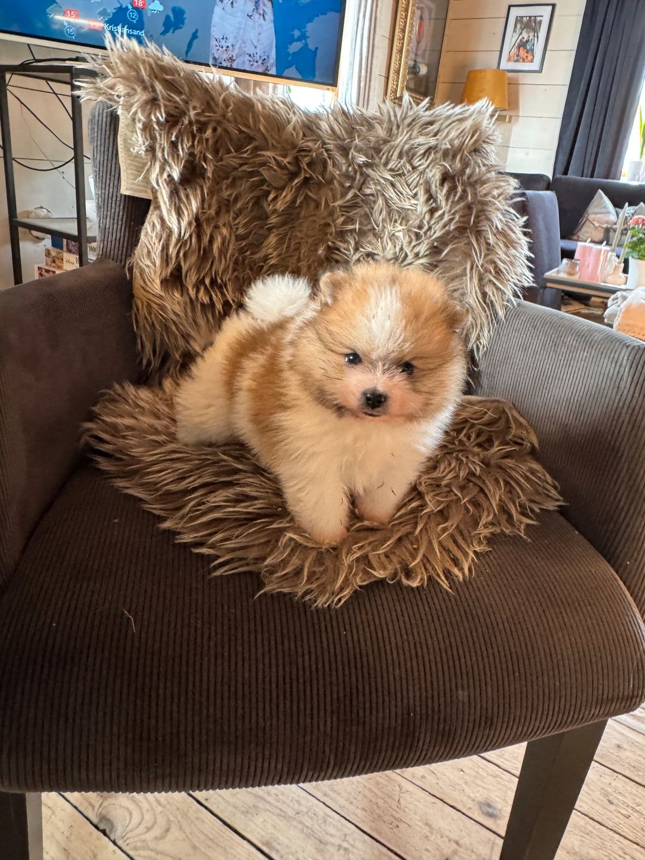 Pomeranian gutt