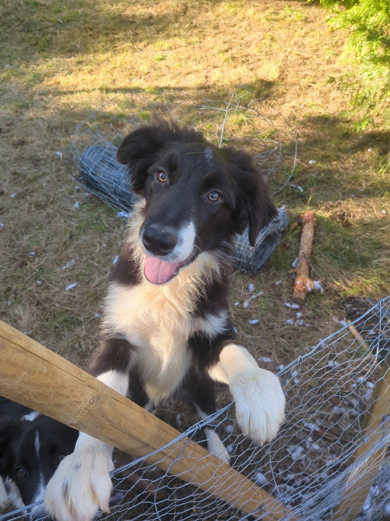 Border collie valper