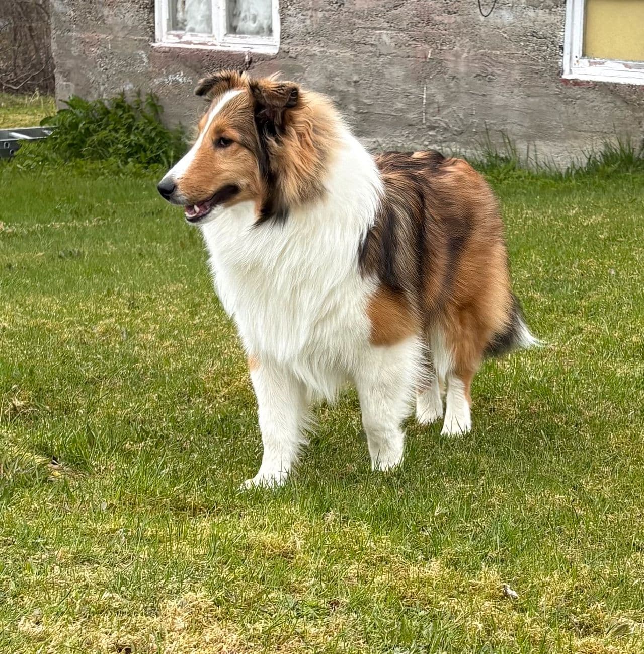 Sheltie hann til salgs