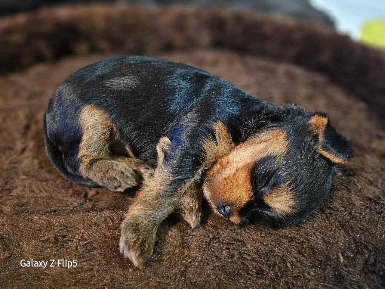 Nydelige Yorkshire Terrier Valper Klare for Reservasjon!