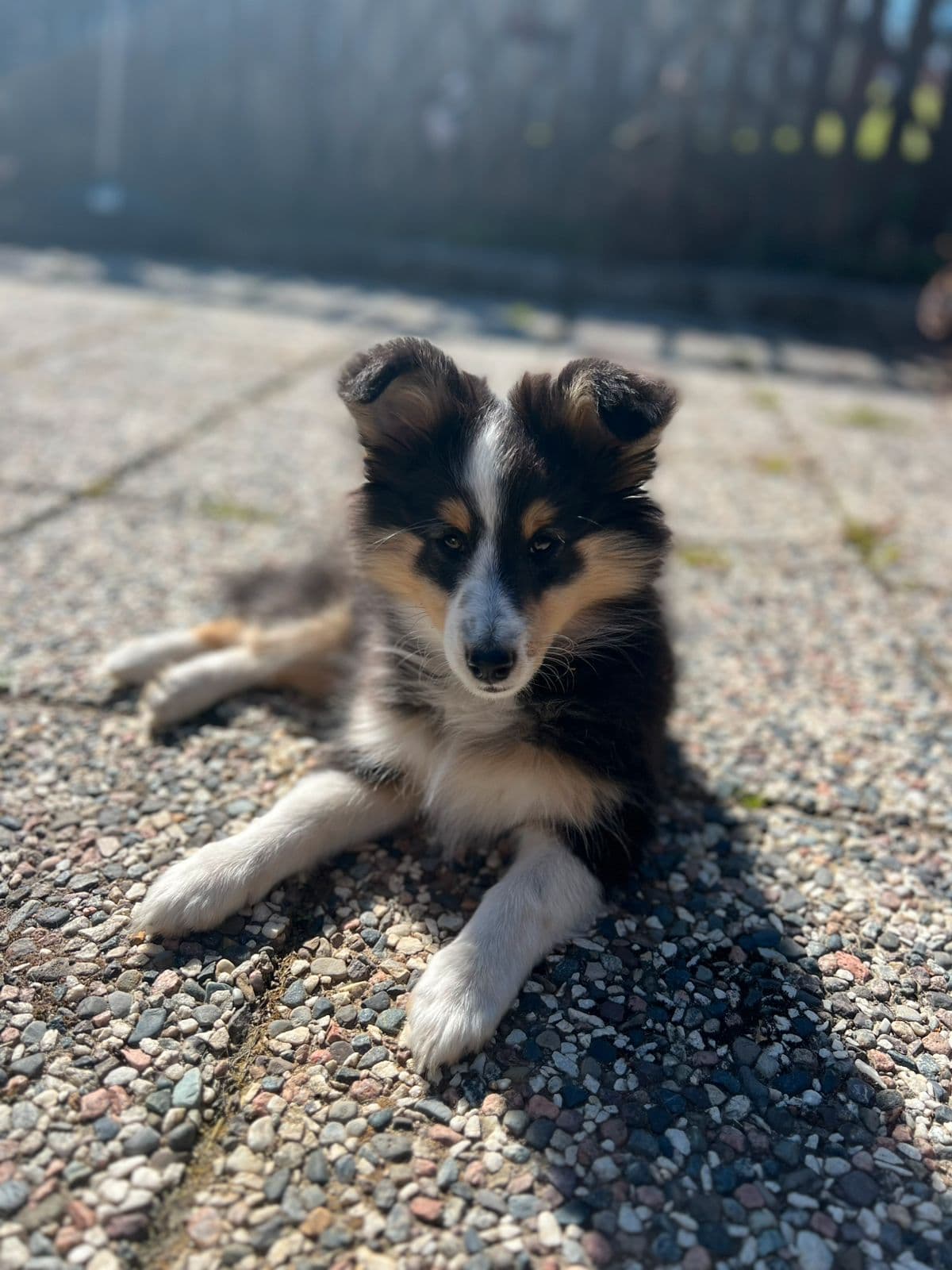 Shetland Sheepdog tispe 12 uker ung