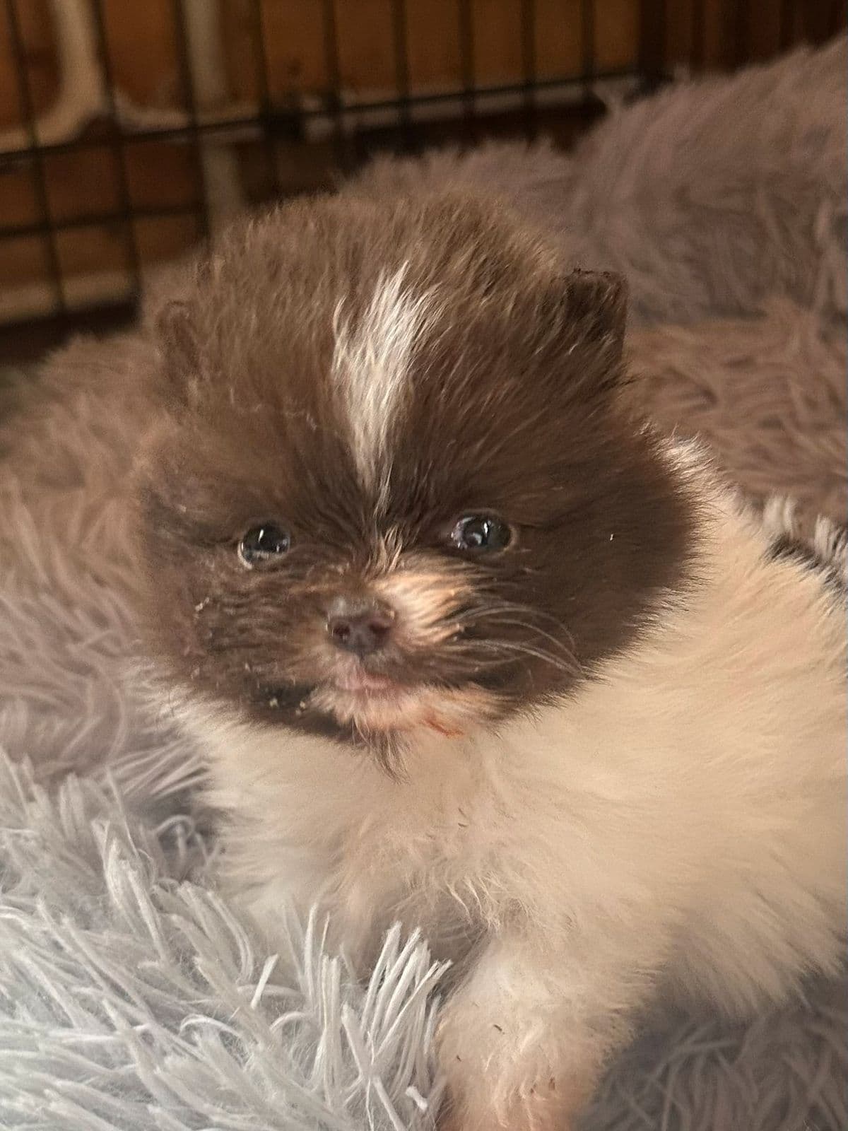 Pomeranian jenter