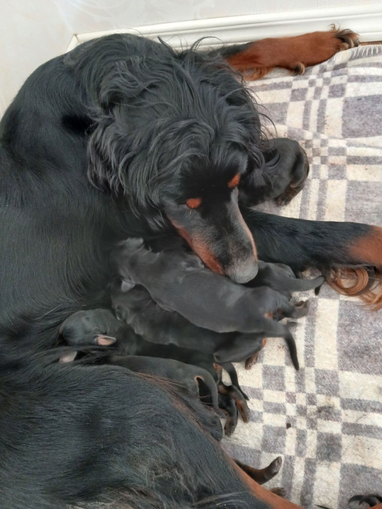 Gordonsetter valper