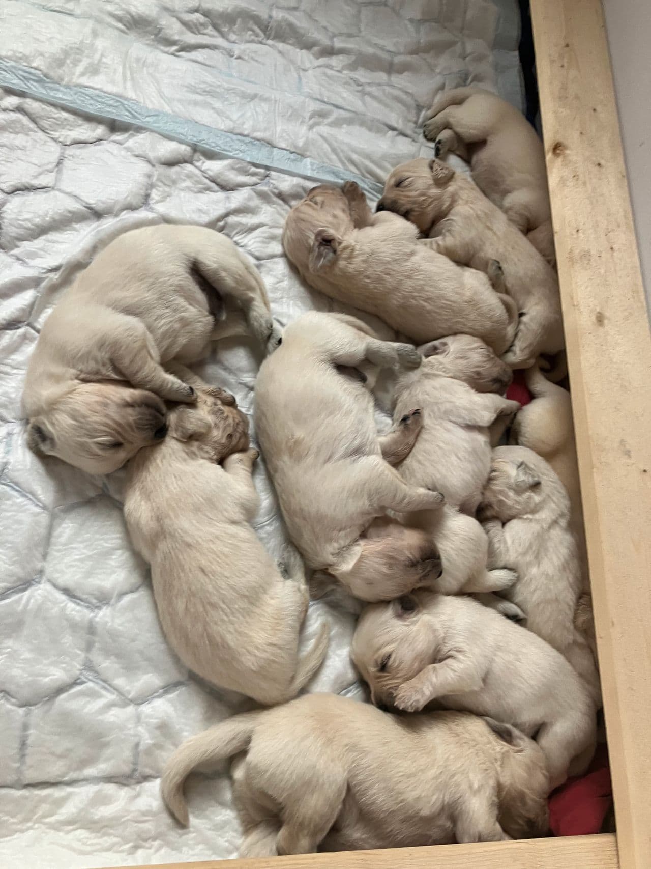 Golden retriever valper til salgs