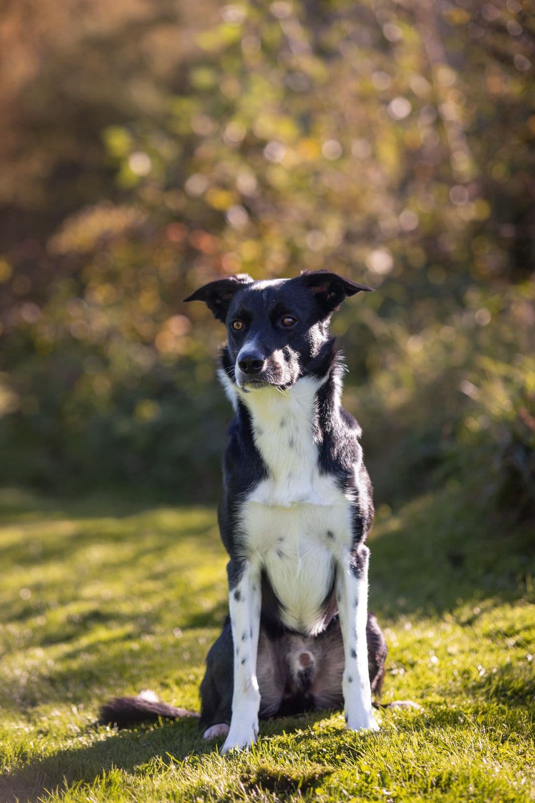 Border Collie Gjeterhund