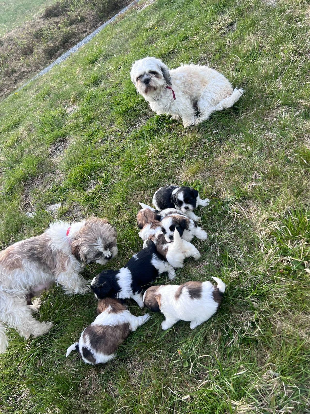 Shih Tzu valper