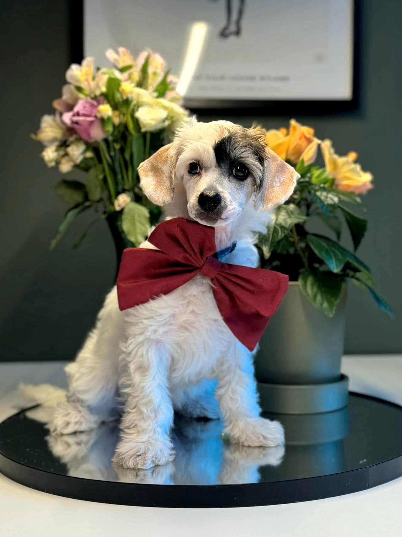 Chinese crested powder puff - Gutt 💙