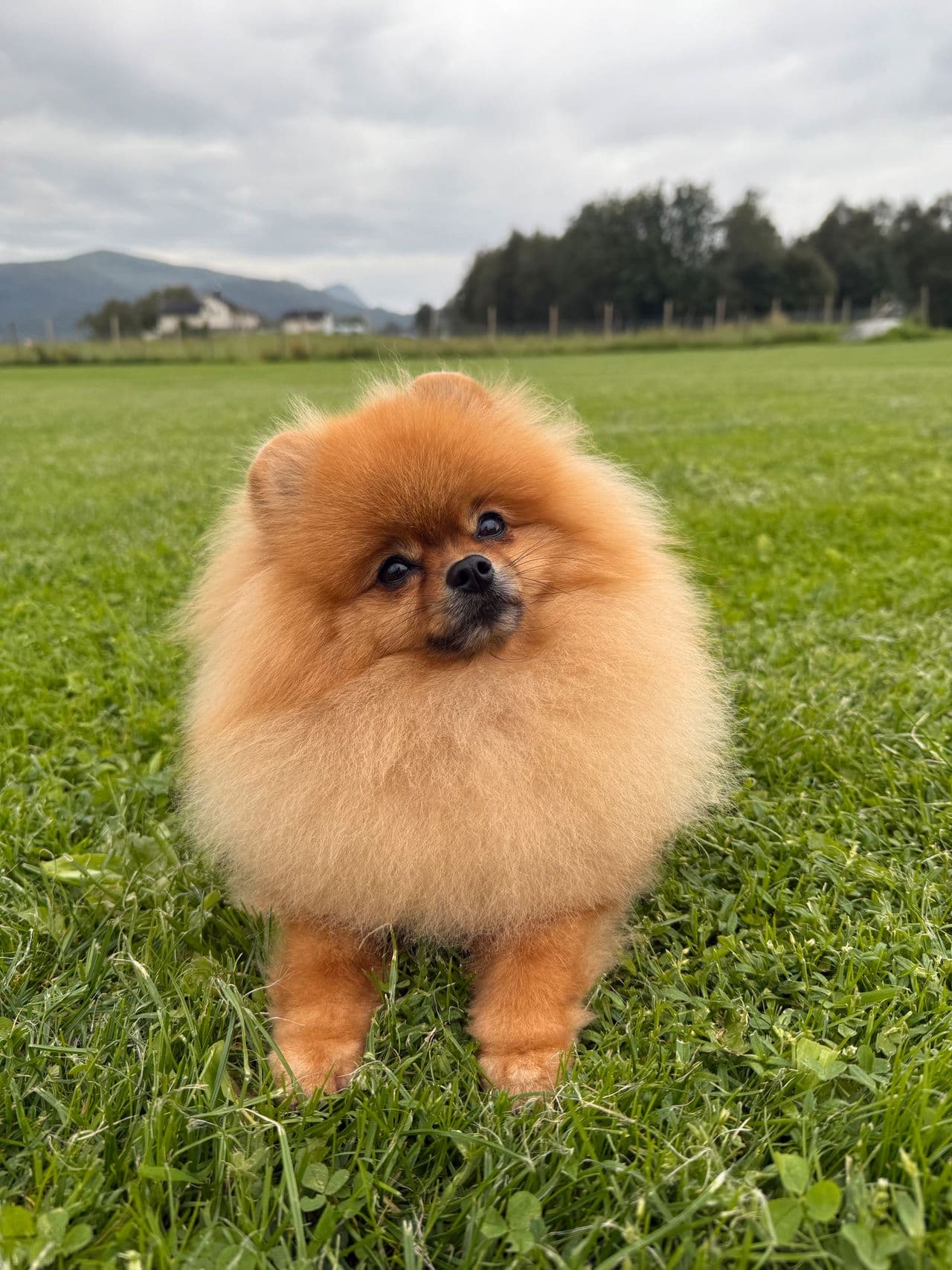 Nydelig Pomeranian gutt 3 år m/ stamtavle NKK