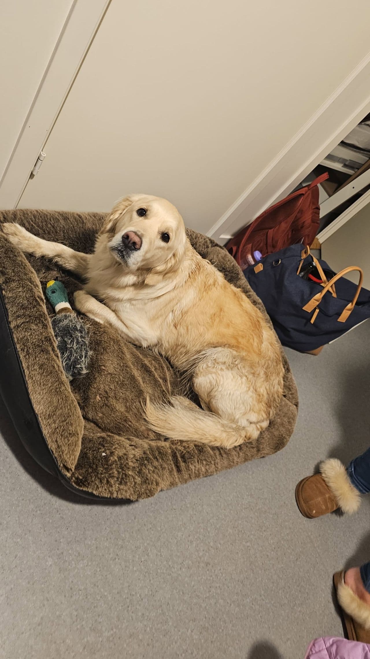 Golden retriver valper
