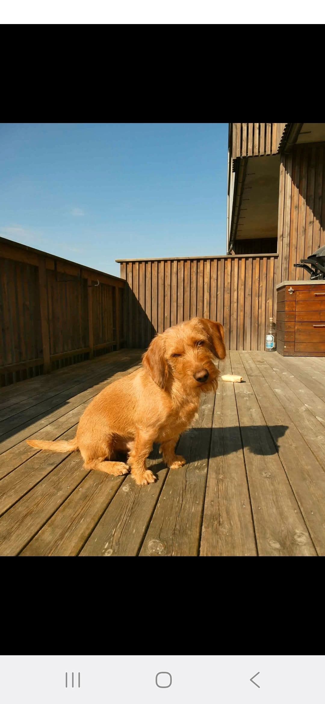 Basset Fauve De Bretagne