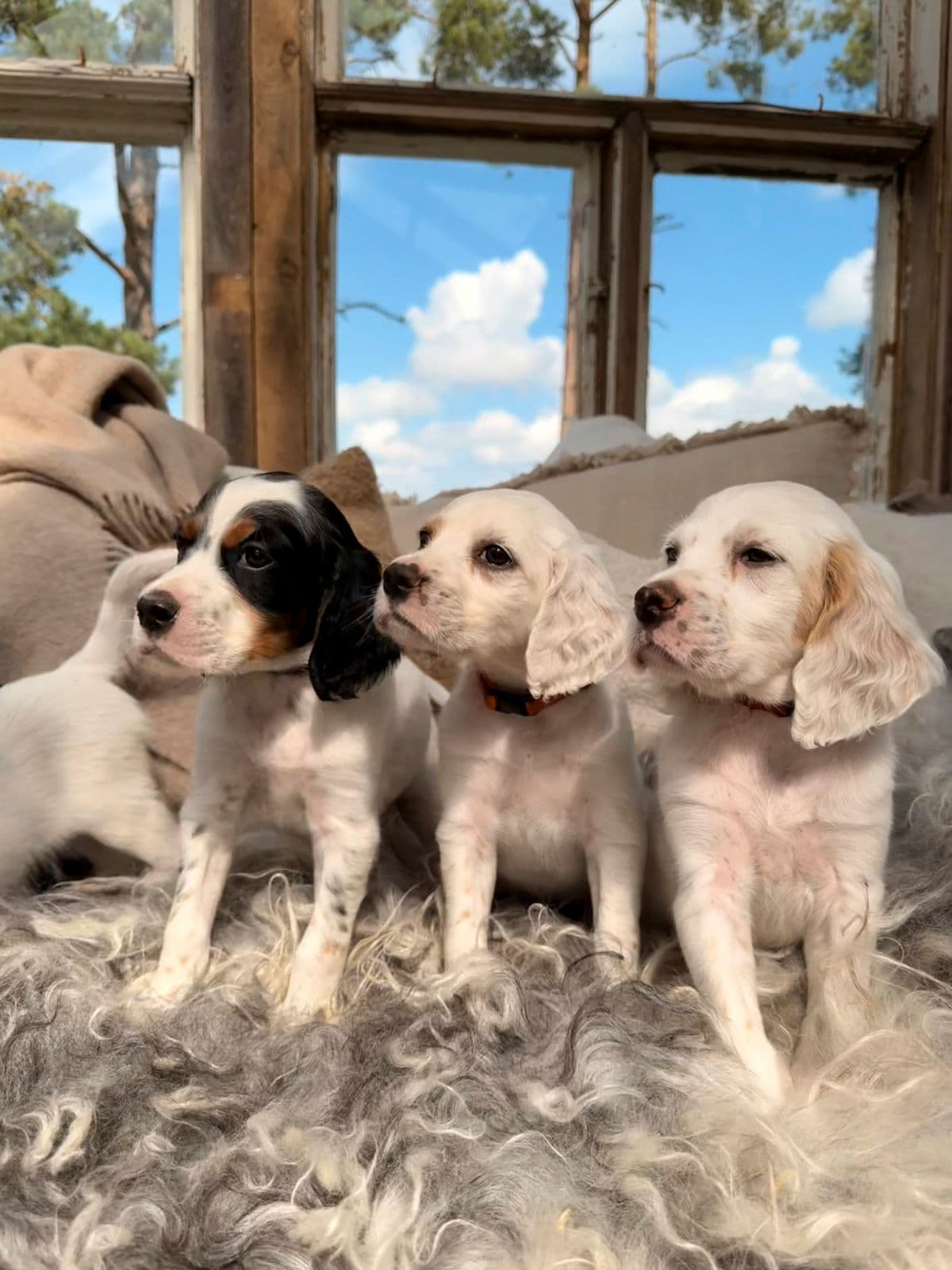 3 stykk nydelige engelsk setter valper