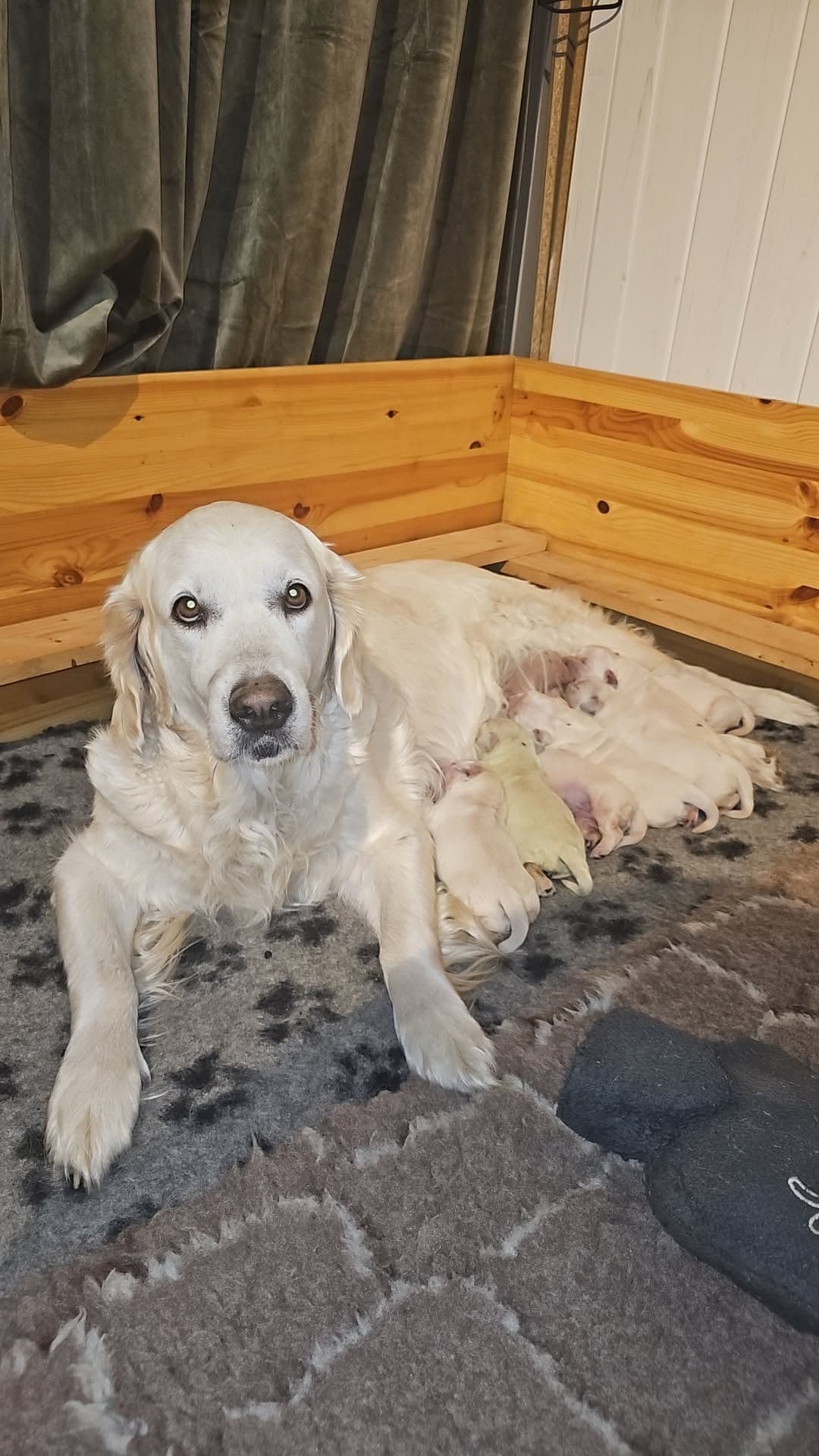 NKK registrerte golden retriver hann valper