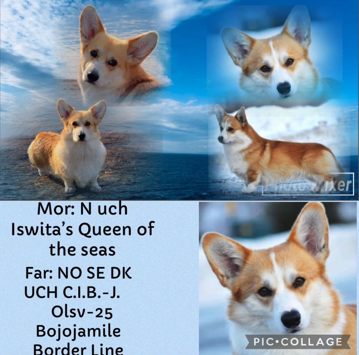 Welsh corgi pembrok valper