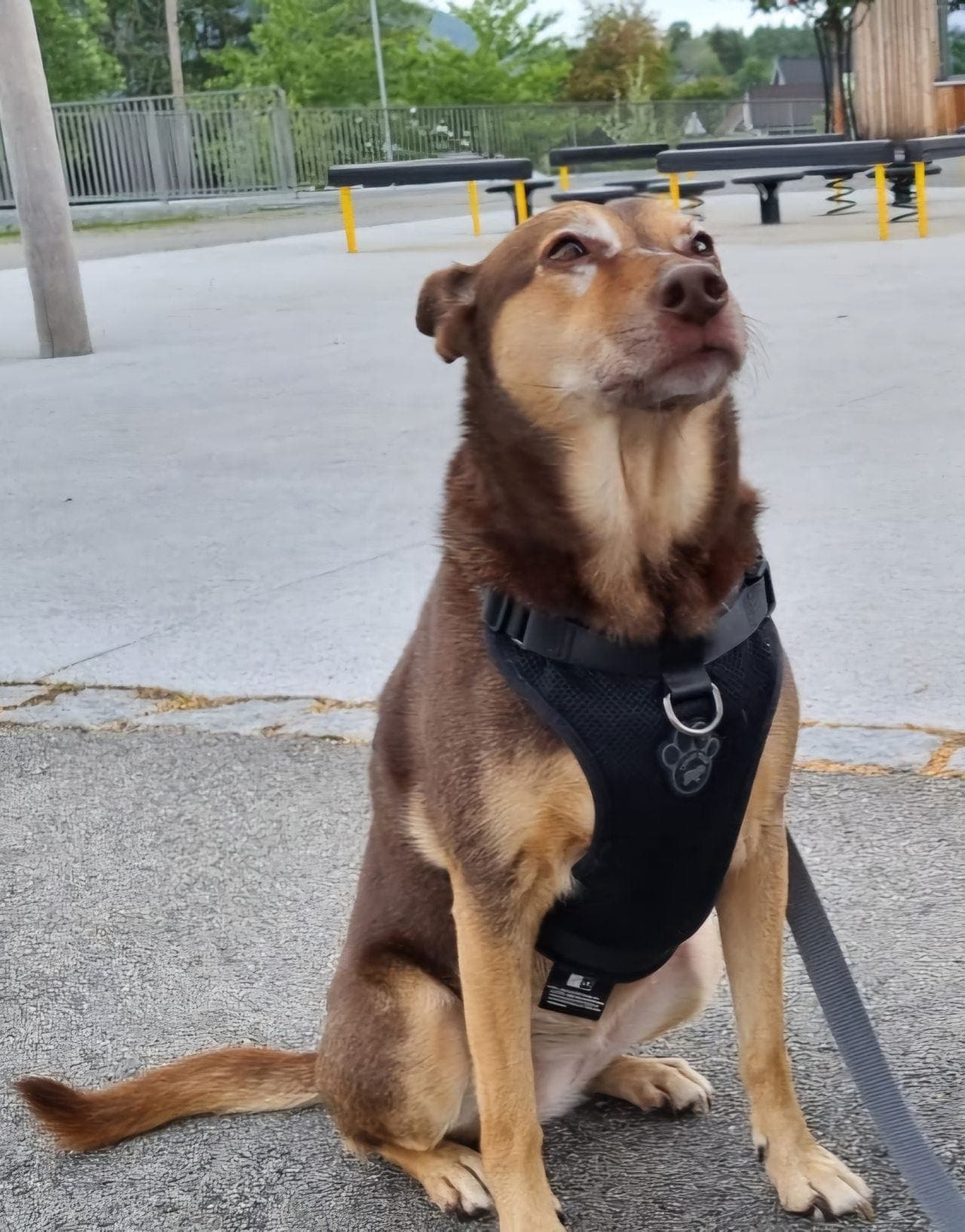 Australian Kelpie - Female