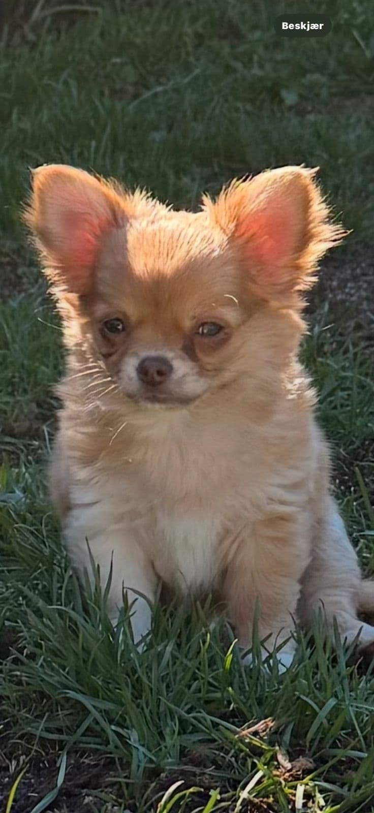 Chihuahua Langhåret Valper 14 Uker