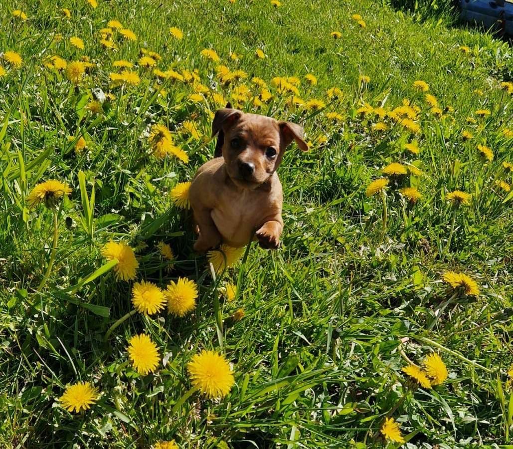 Dvergpinscher valp
