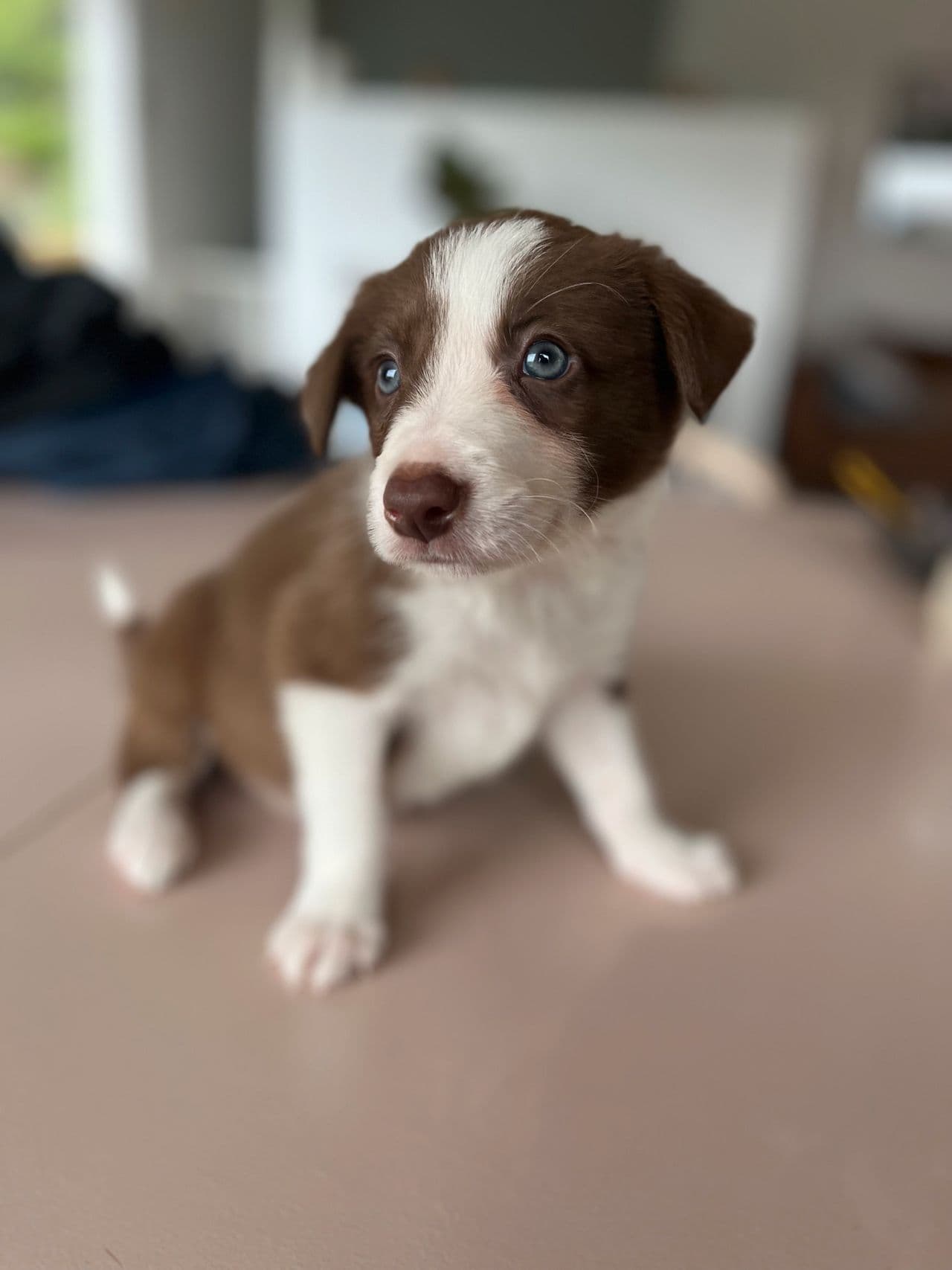 Border collie valp selges