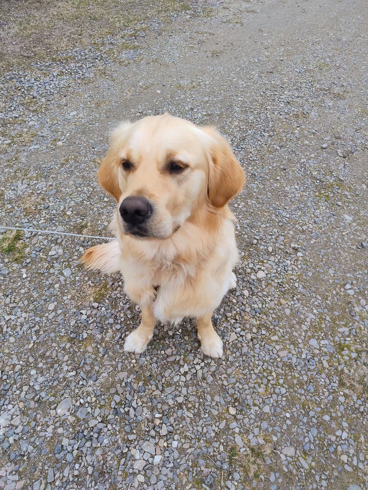 Golden retriever hann 1 år vurderes solgt.