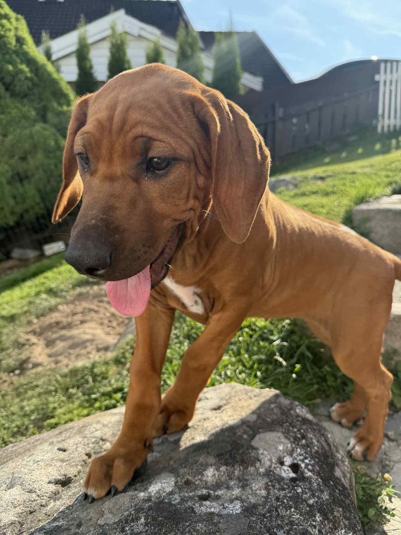 To nydelige RR valper igjen til salgs (1 tispe og 1 hannhund)