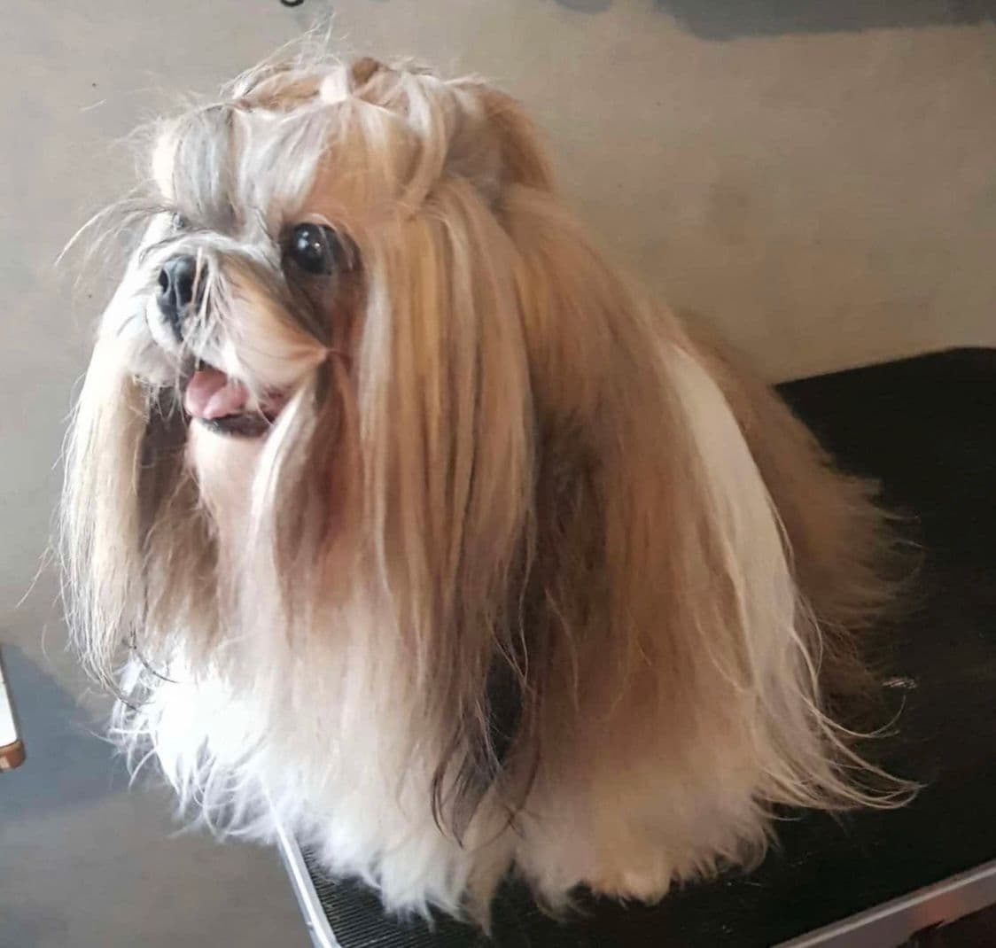 Shih tzu valper ventes