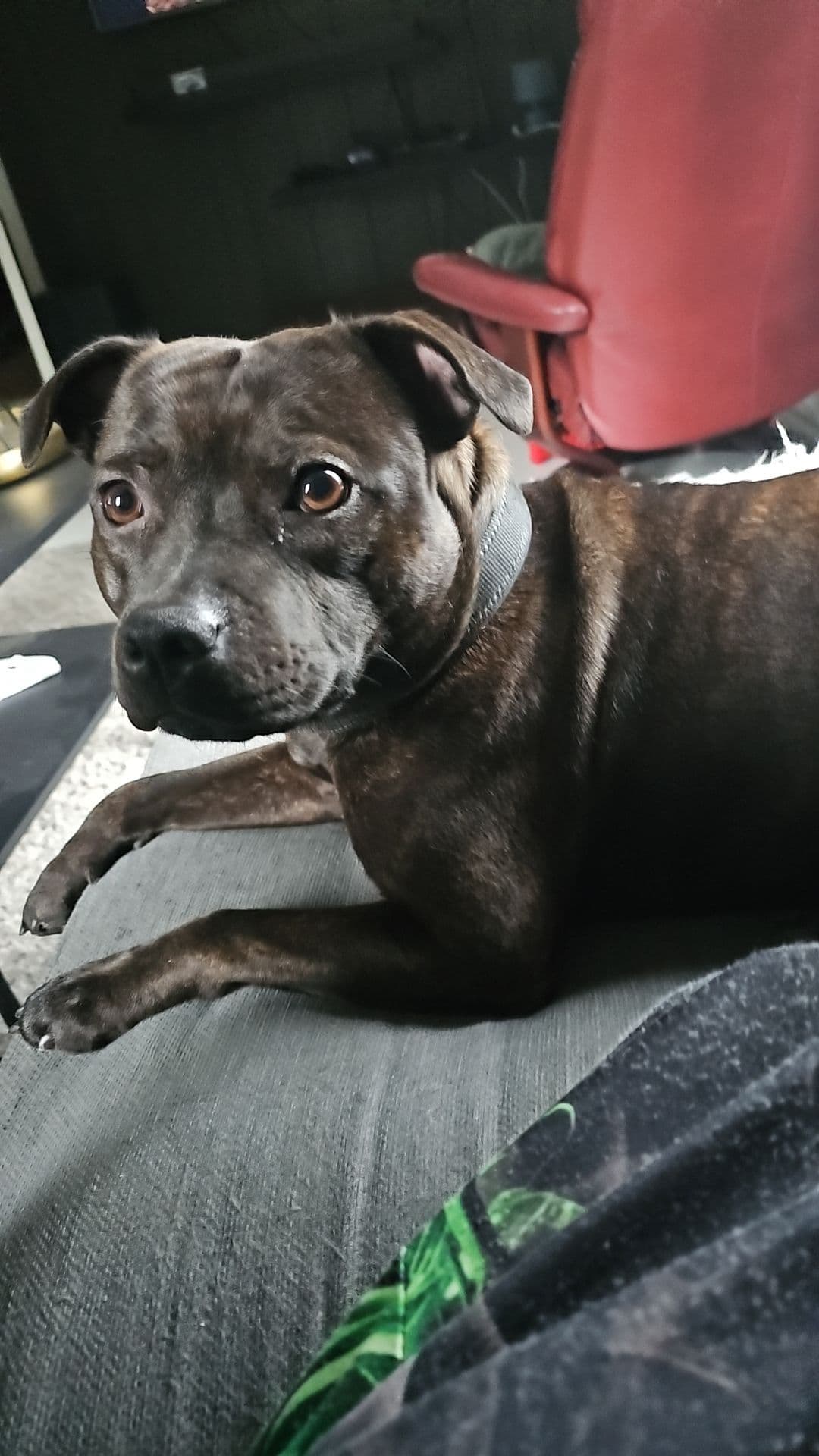 Omplassering av staff bull termer, 2,5 år.