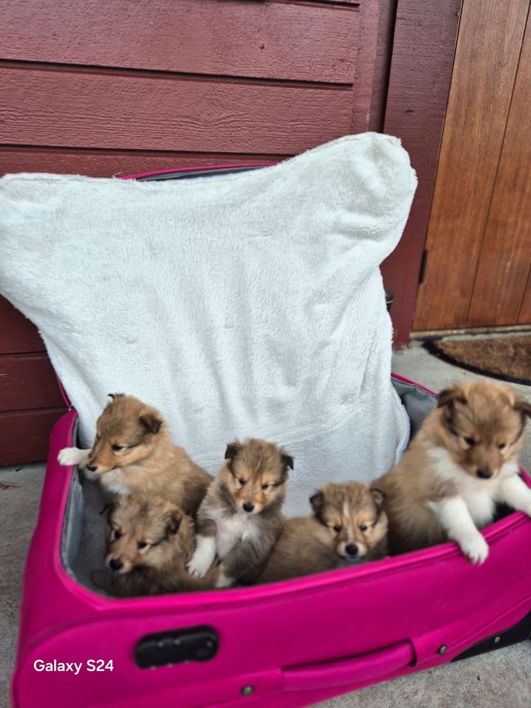 Shetlands sheepdog valper