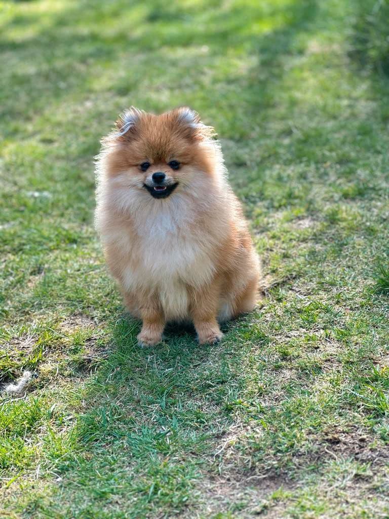 NKK registrert Pomeranian gutt