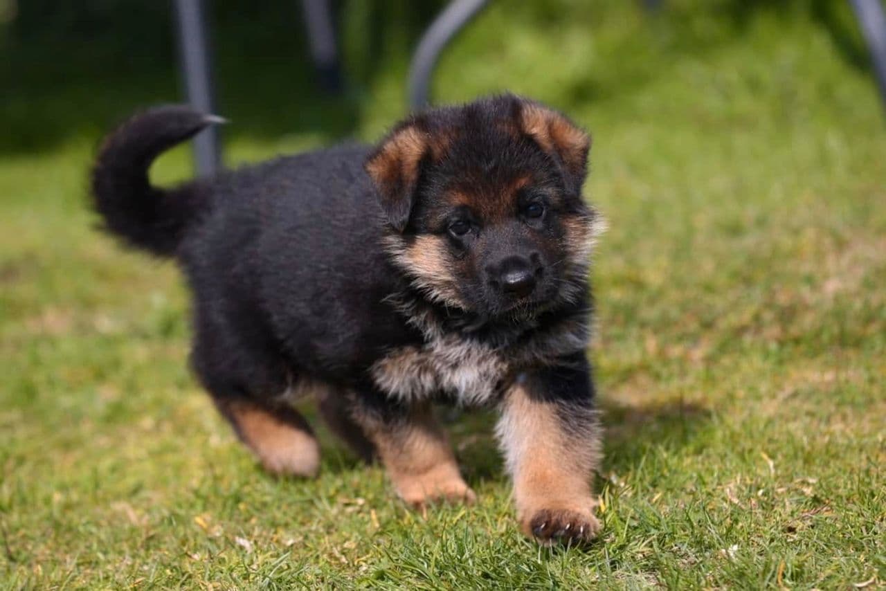 Schæfer valper leveringsklare i sommer og høst 🐾