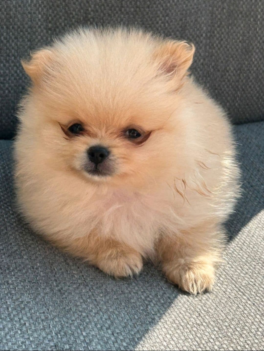 Pomeranian Hann valp